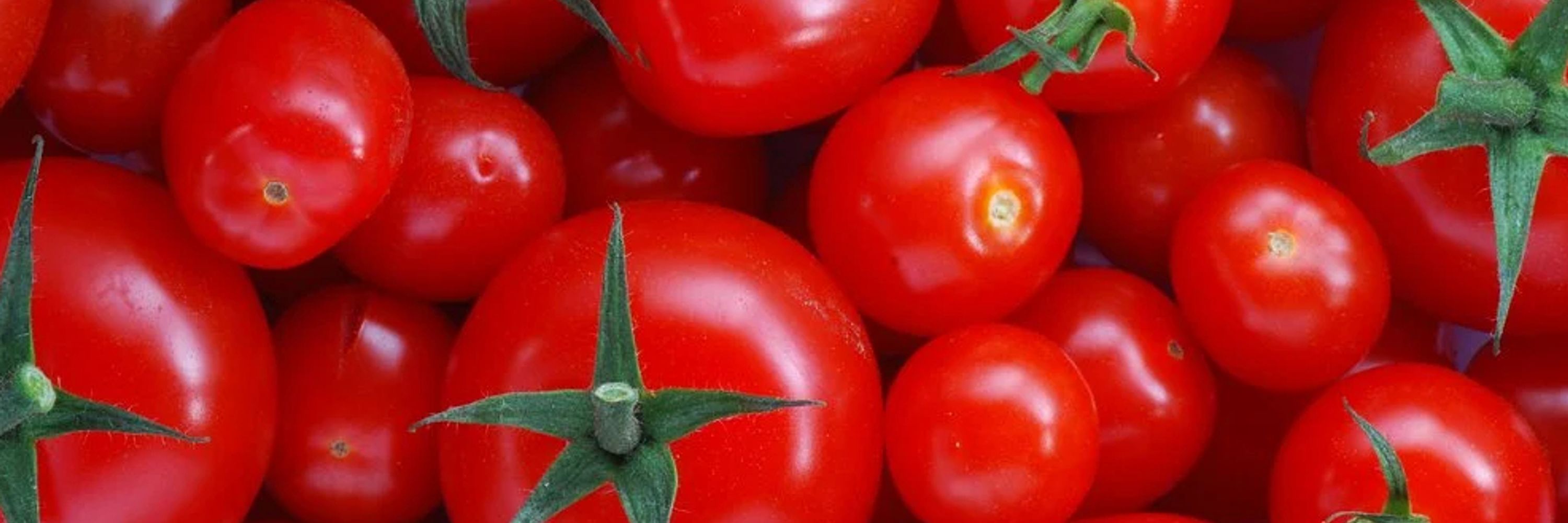 Tomato