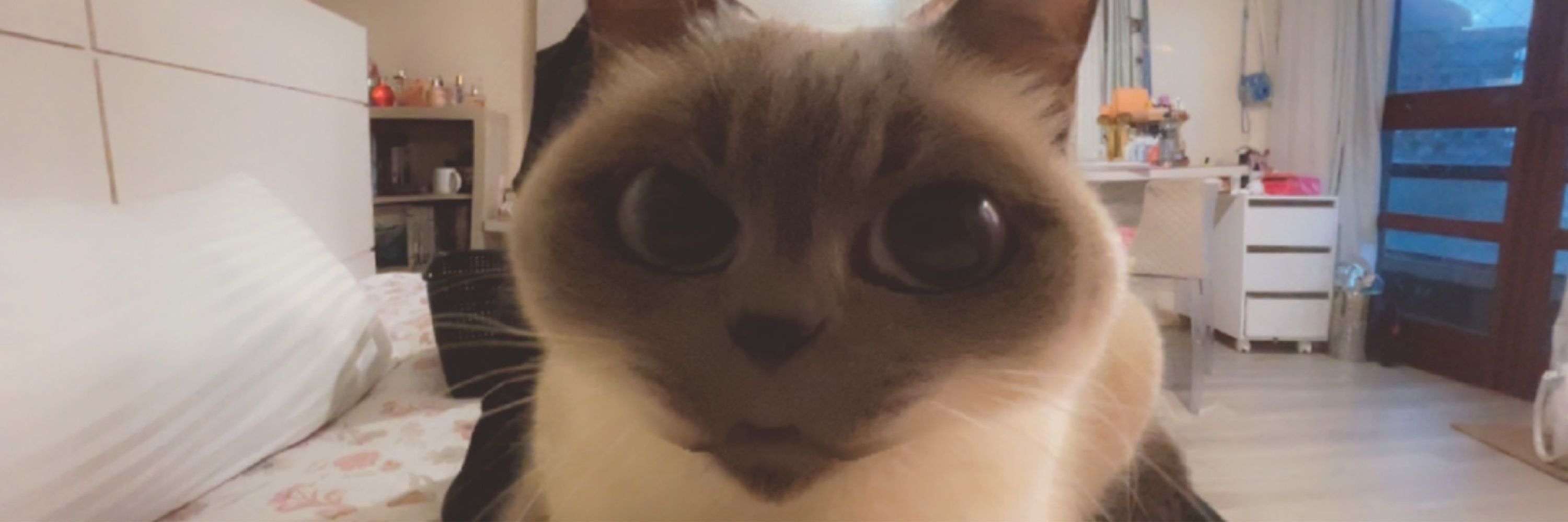pepe