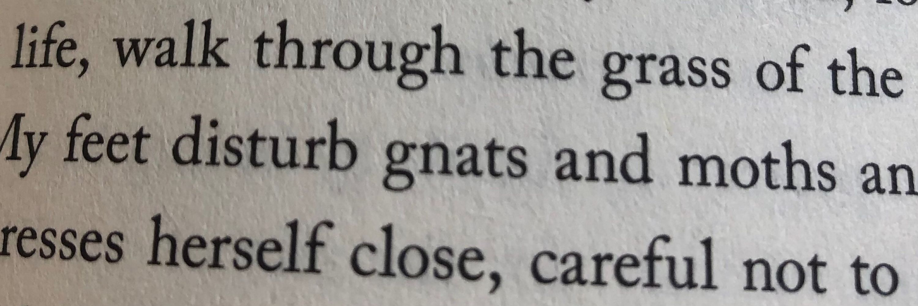 Gnat🦷