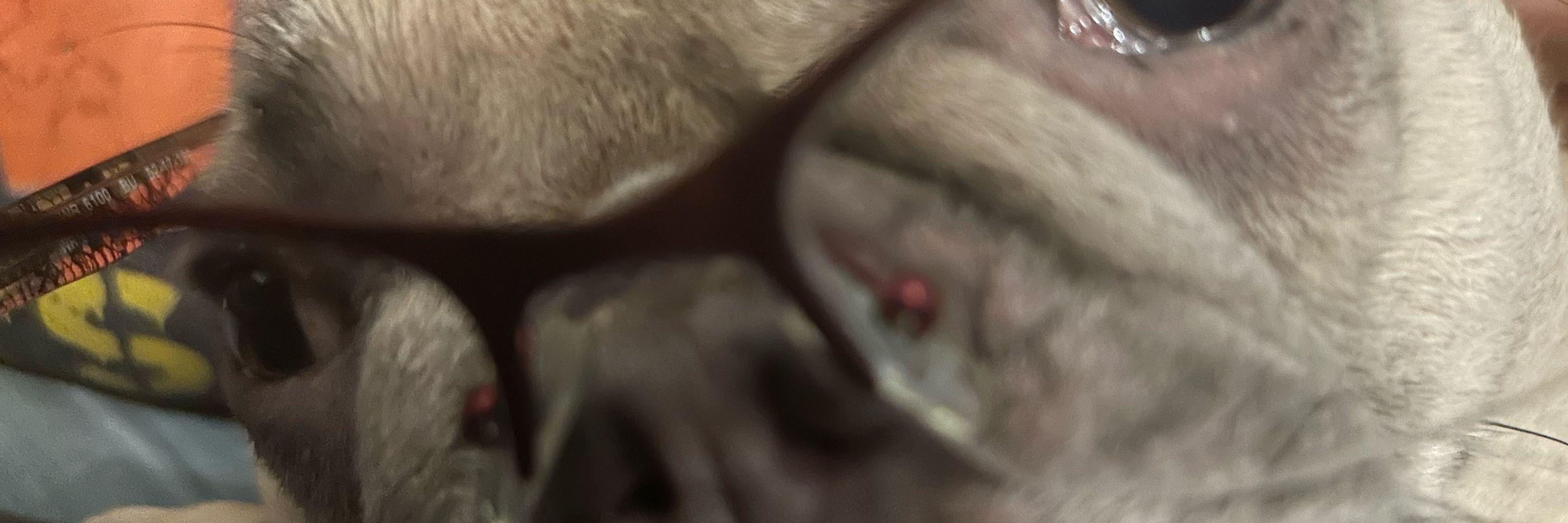 OnenuttyFrenchie