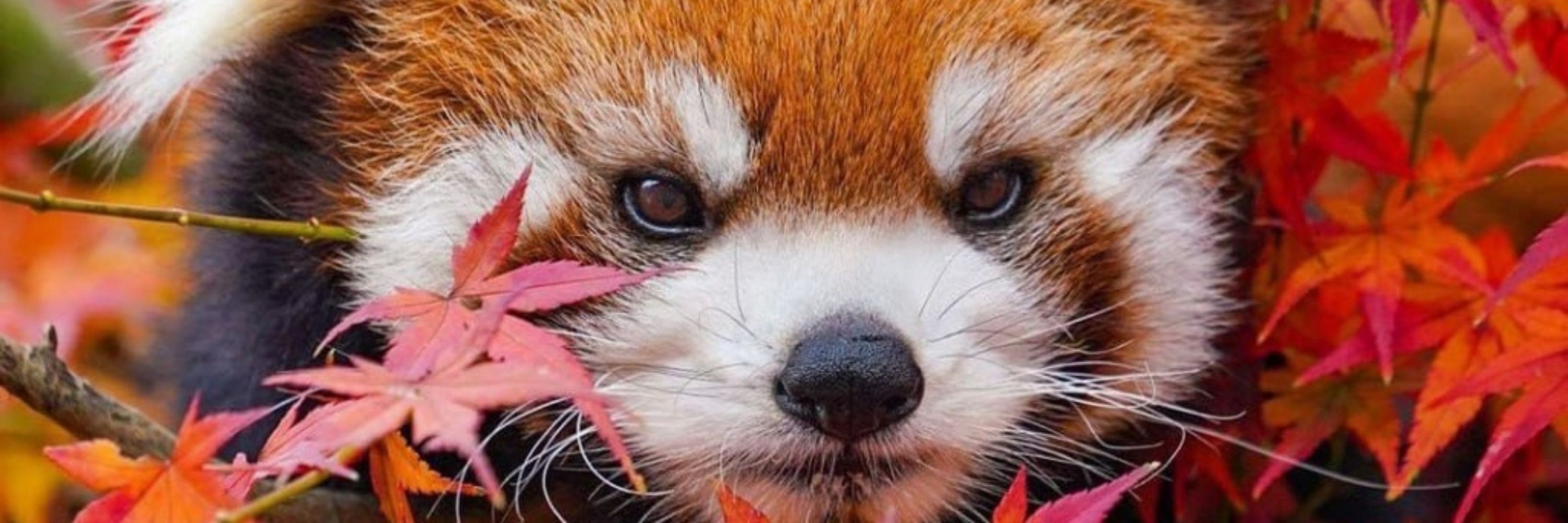 Panda Red