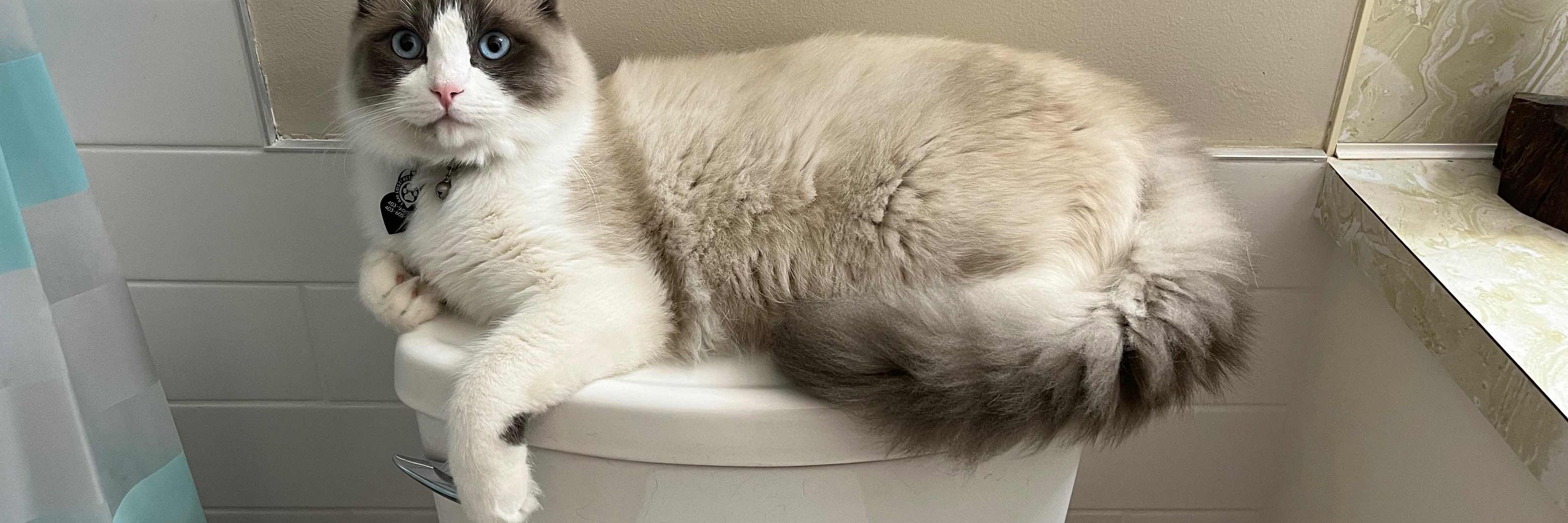 SnowshoeSiamese