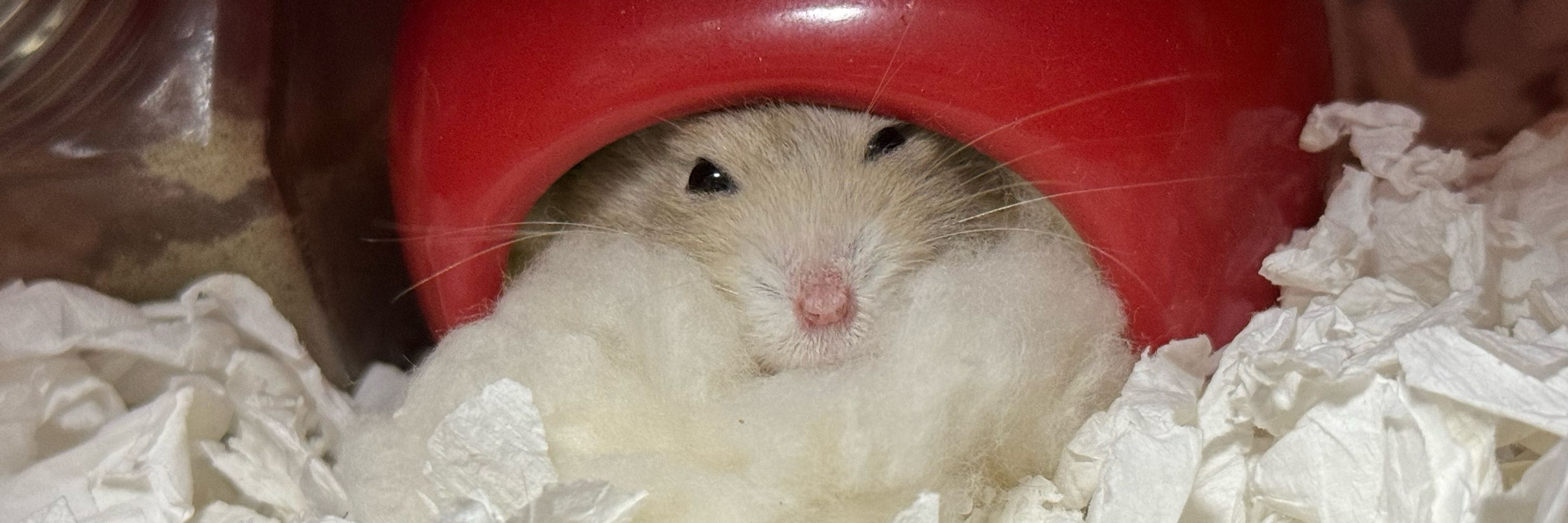 さとみ