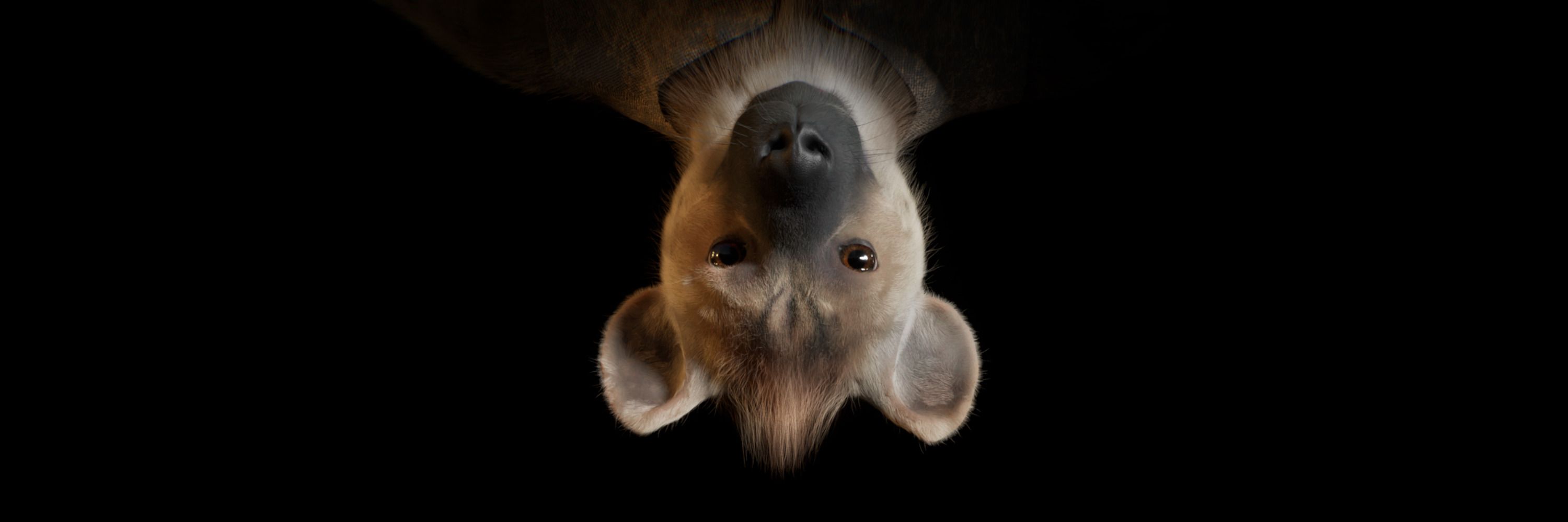 Kertit