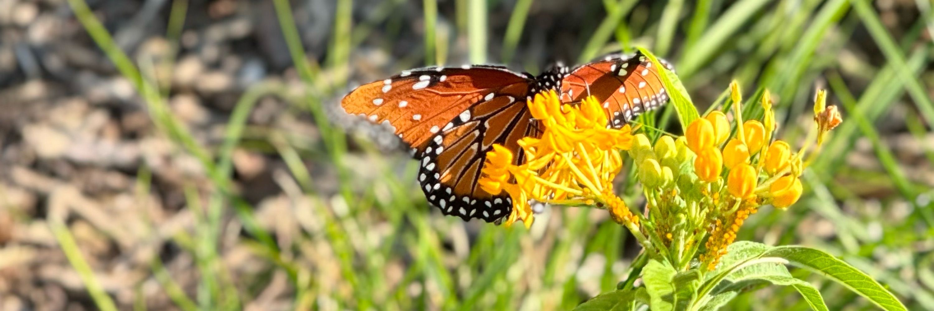Alli 🦋