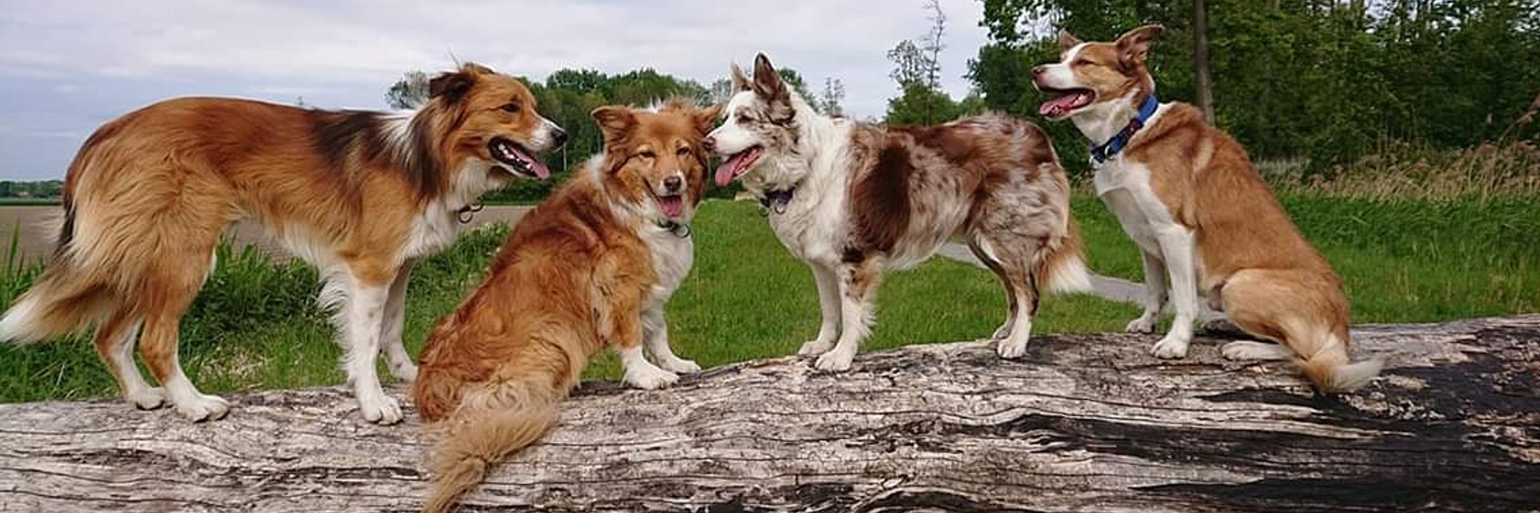 CoolDogs 