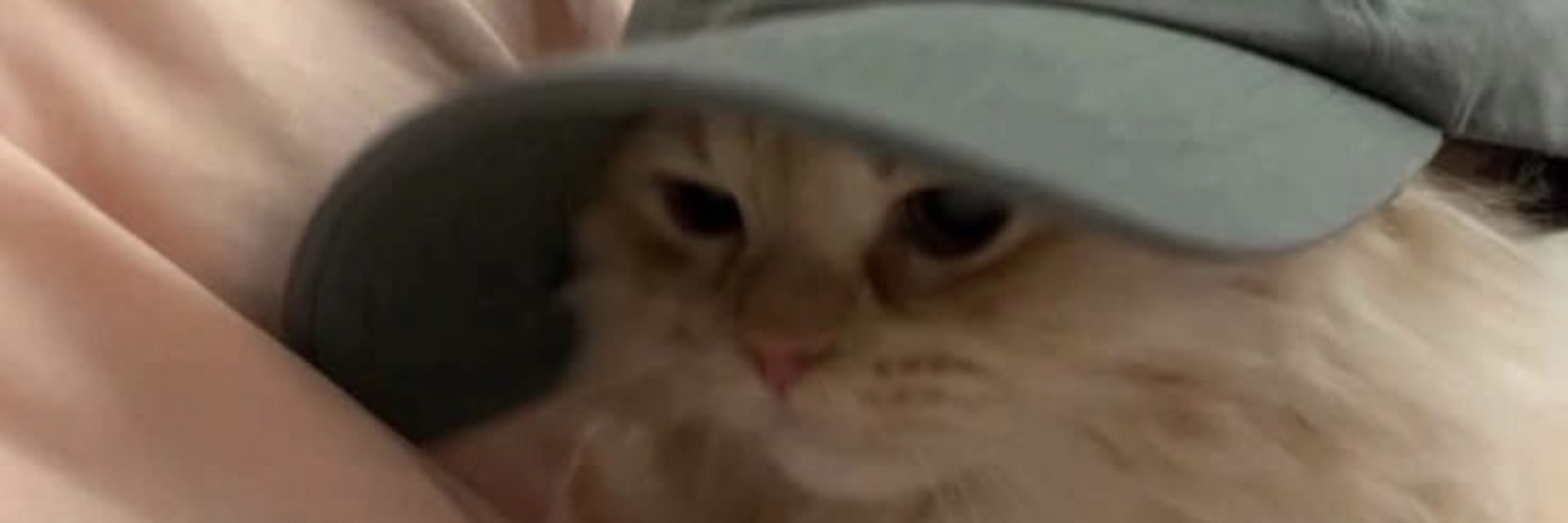 gustavo
