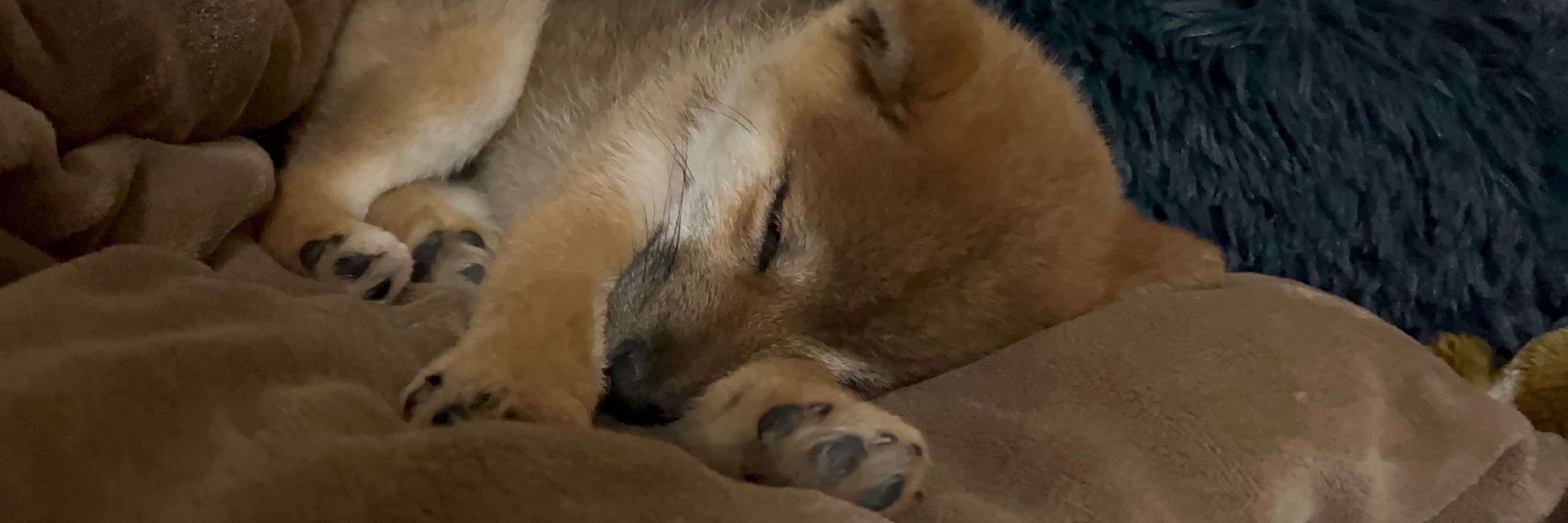 らむぽ