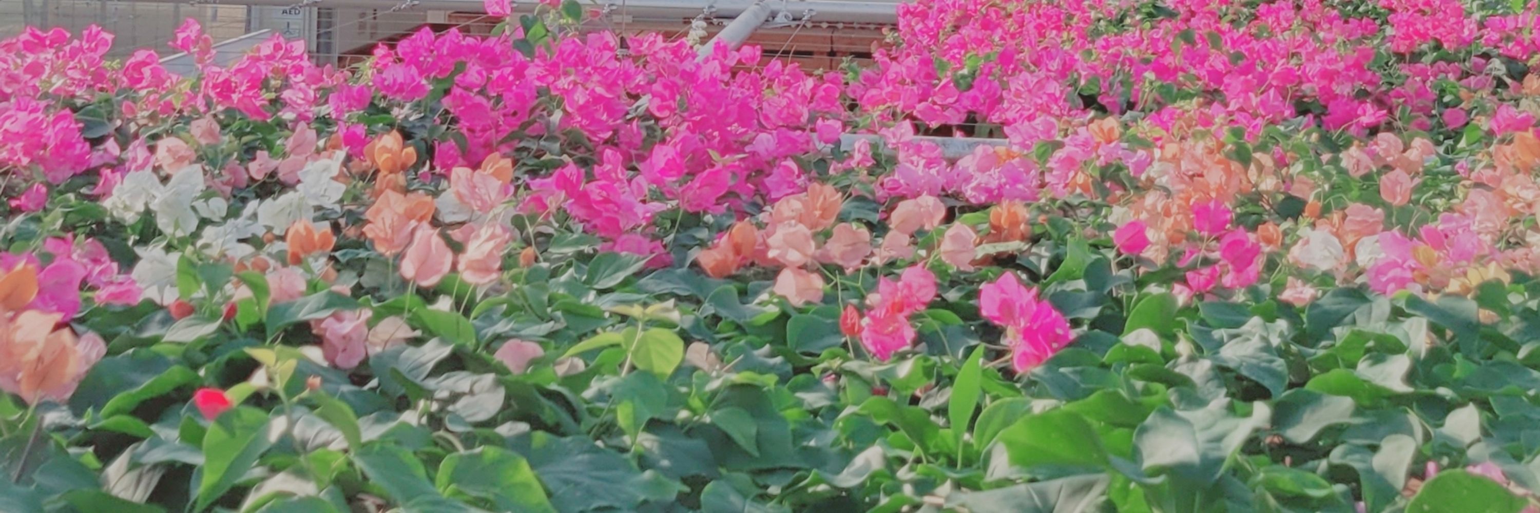 ひつ