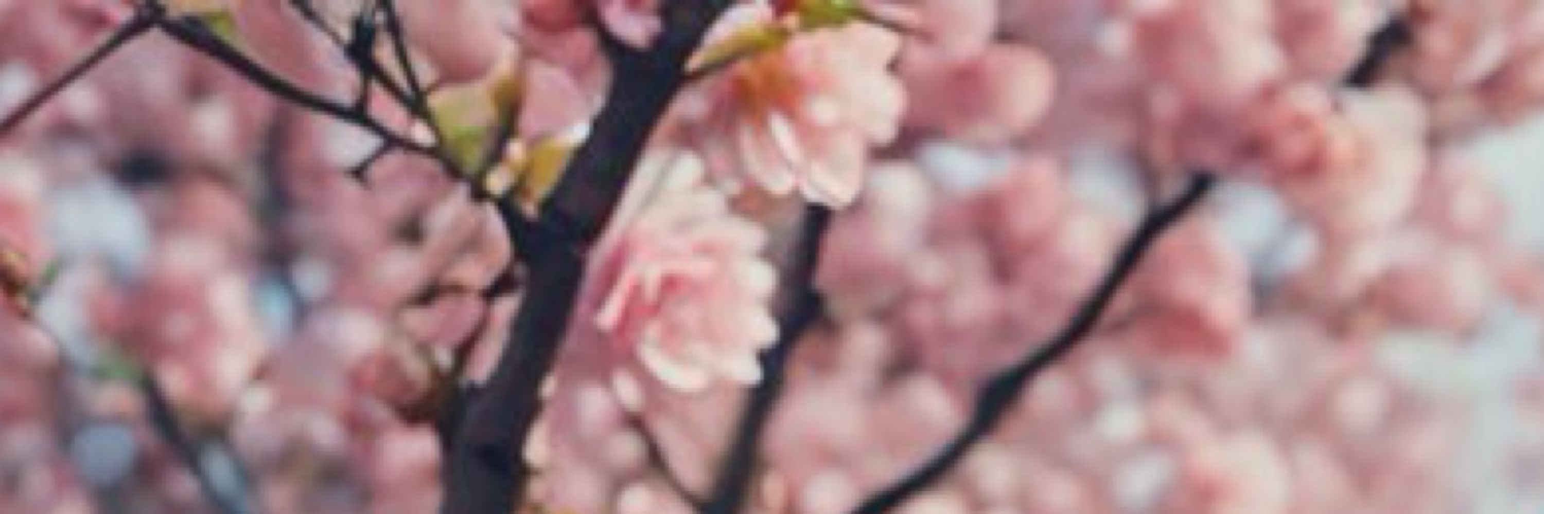 さくらのまうた