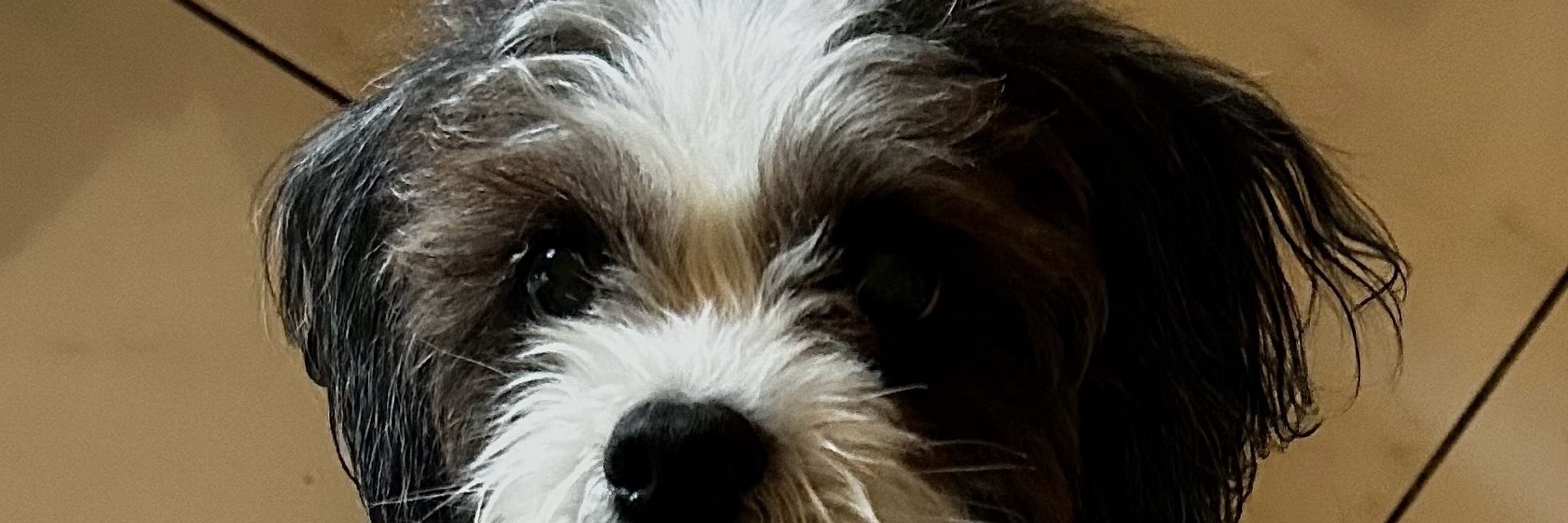 lulu 