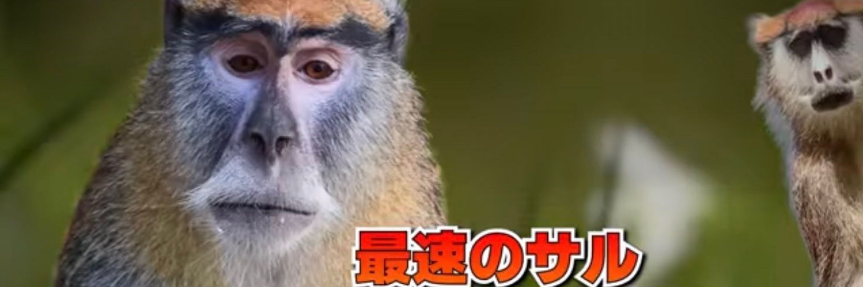 ぱんちゃ