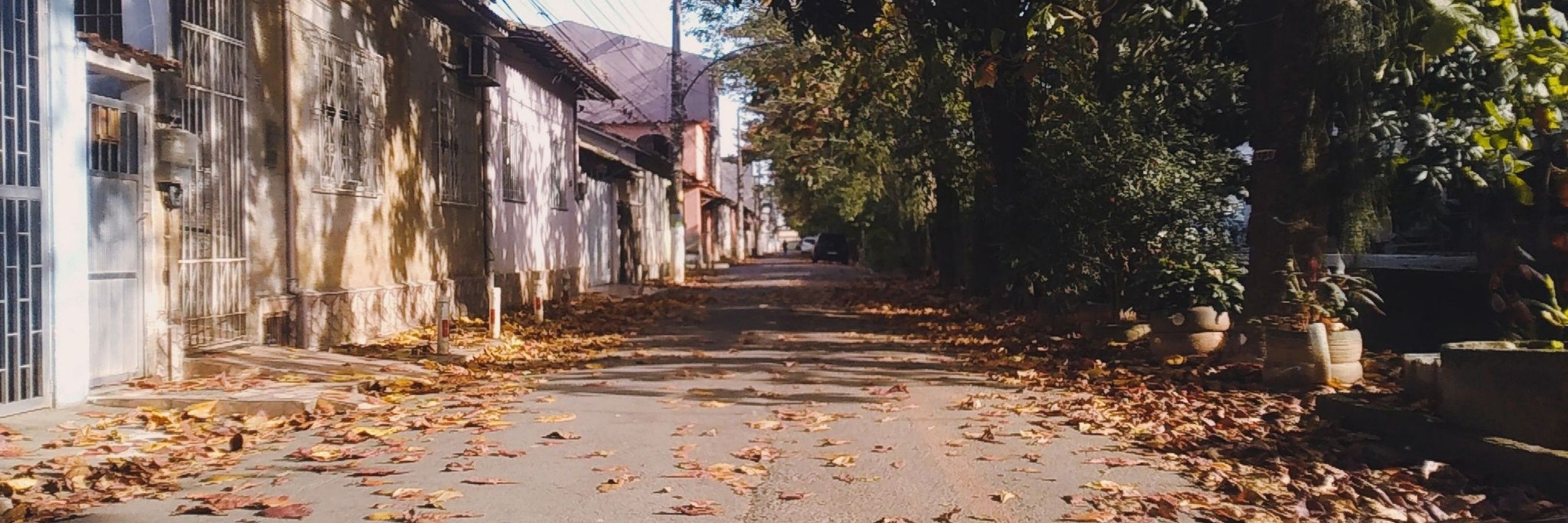 Bas