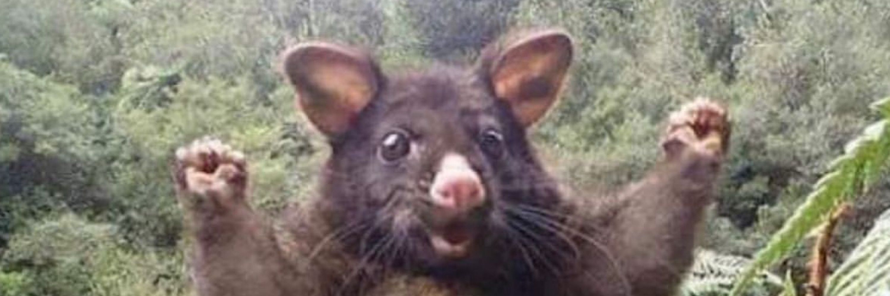 Kippopotamus