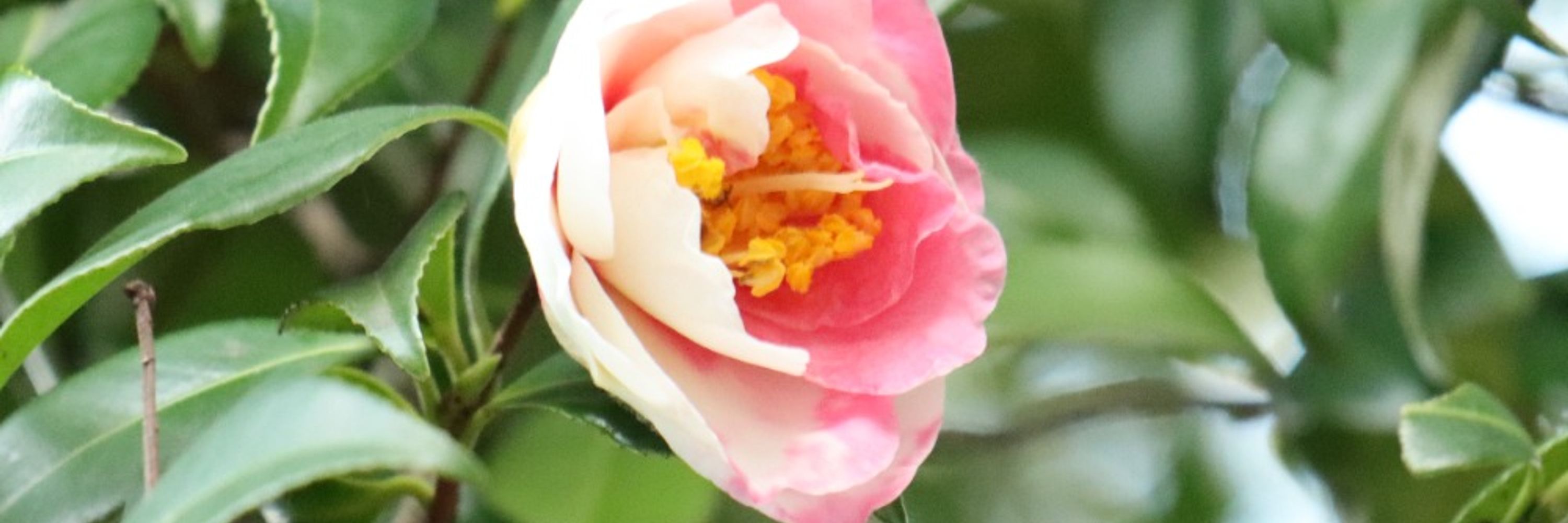 朋蔵