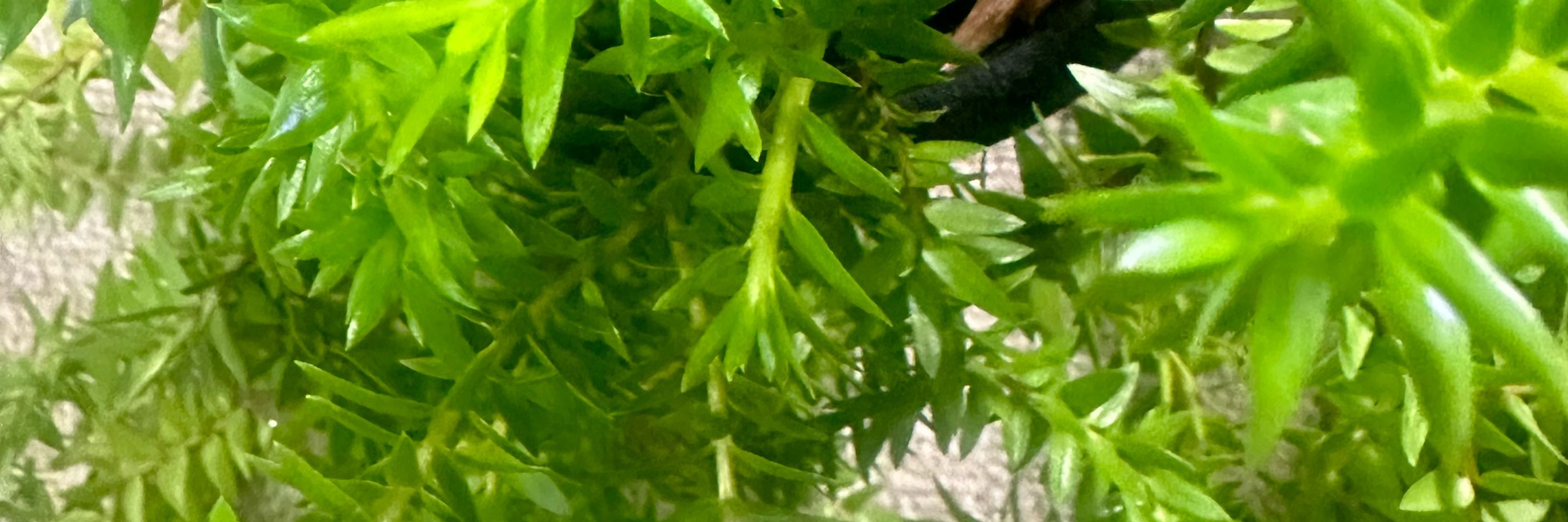canopusmoon