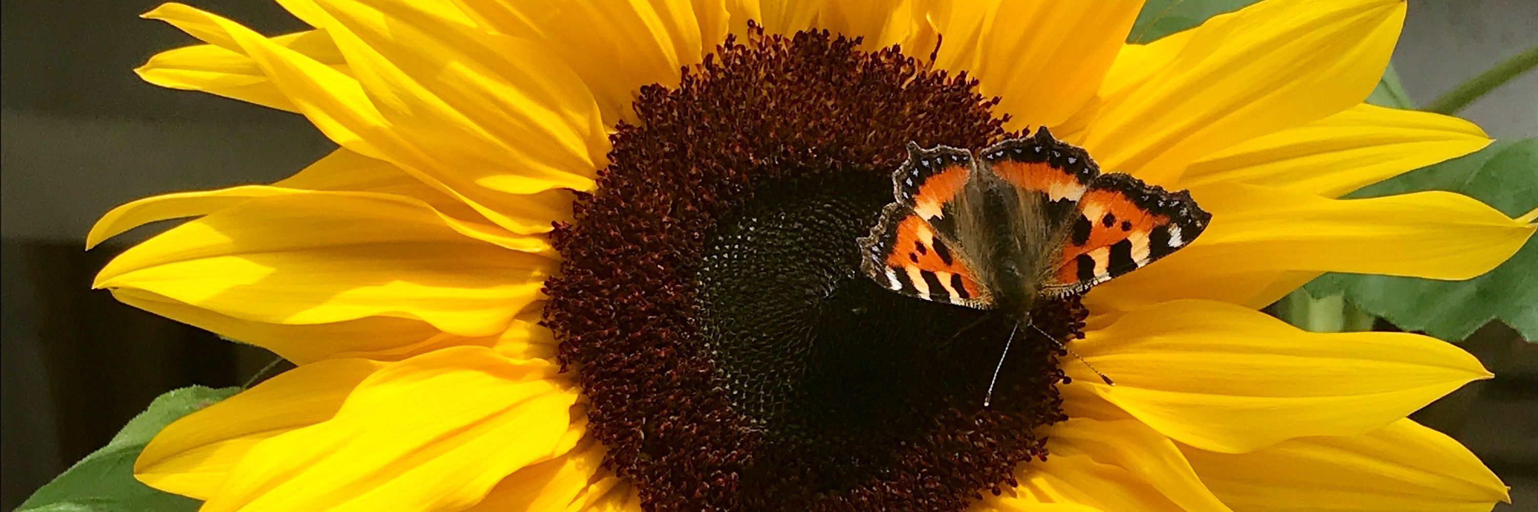 AnnaPolaris