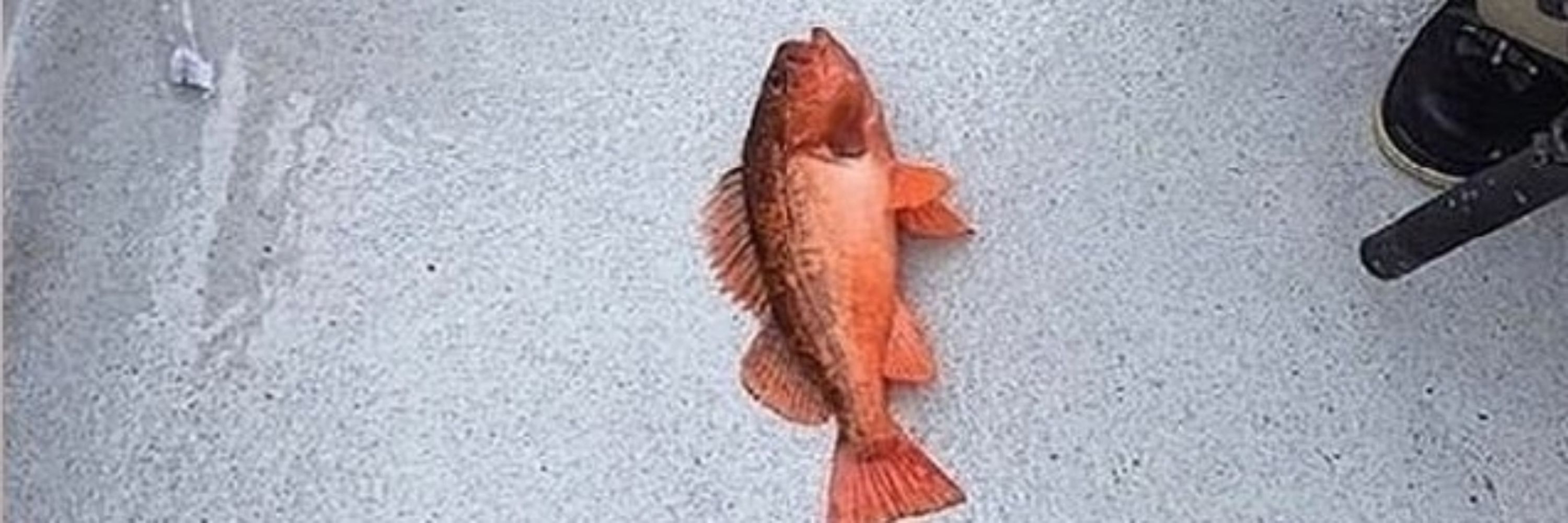 Raviloi
