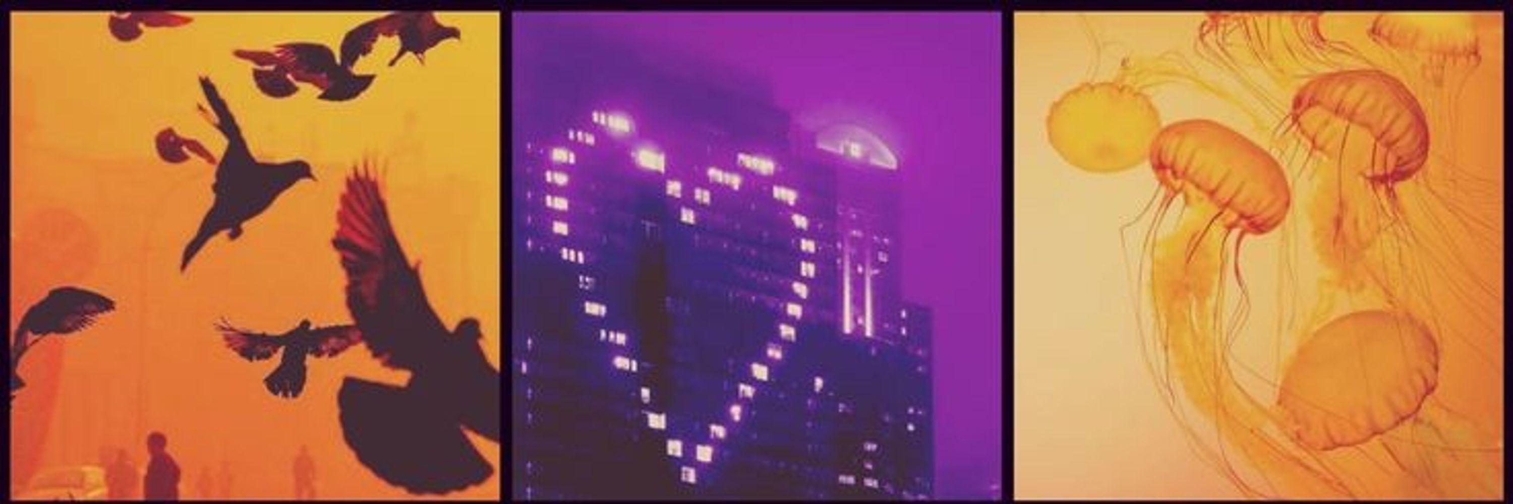 Violetglare 
