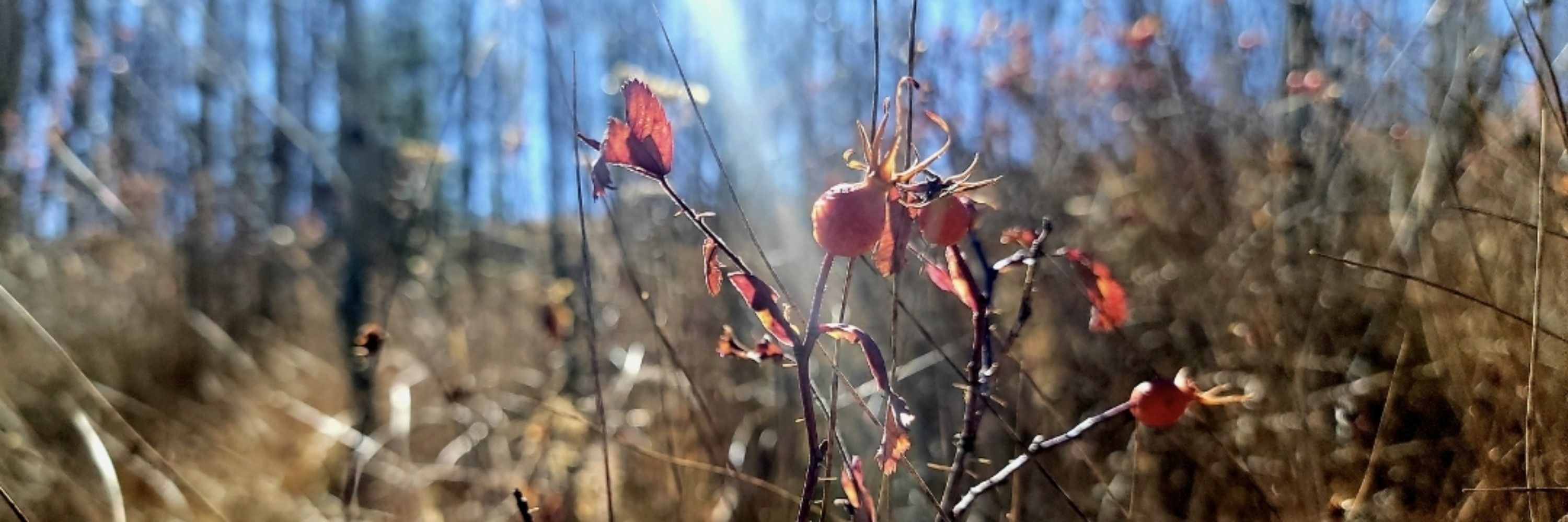 Profile banner