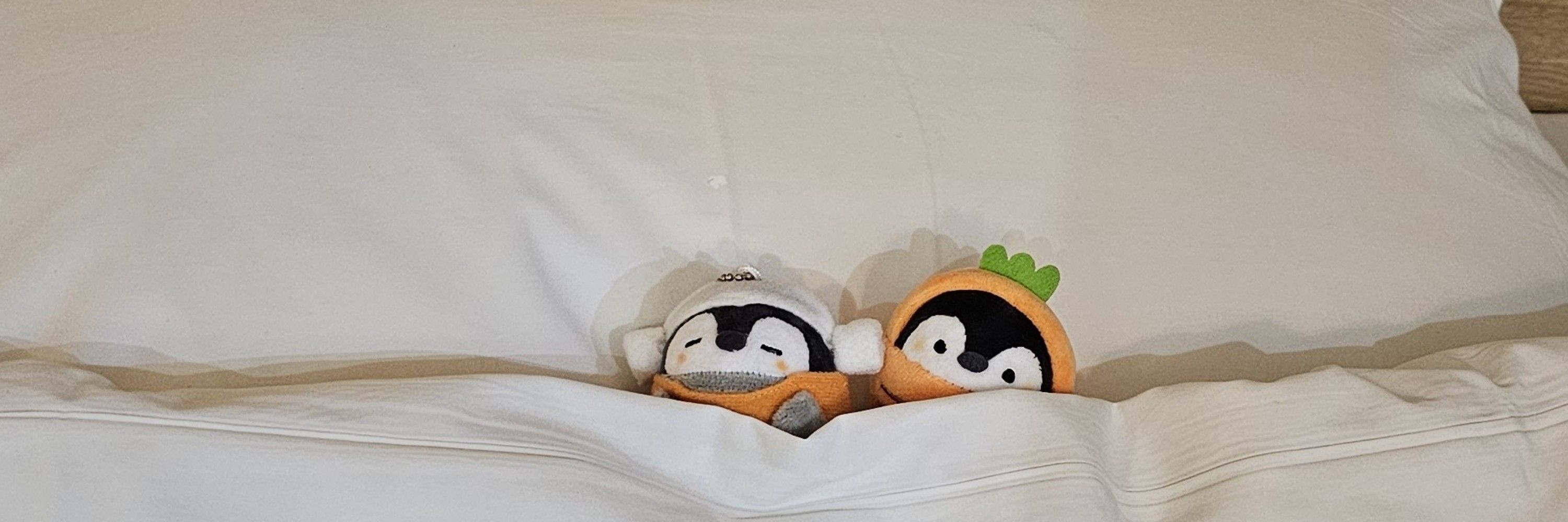 말랑솜두부