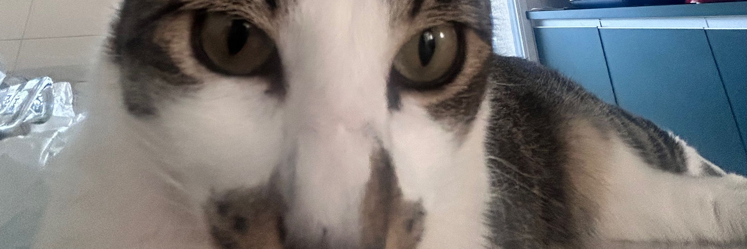 Vivikoes
