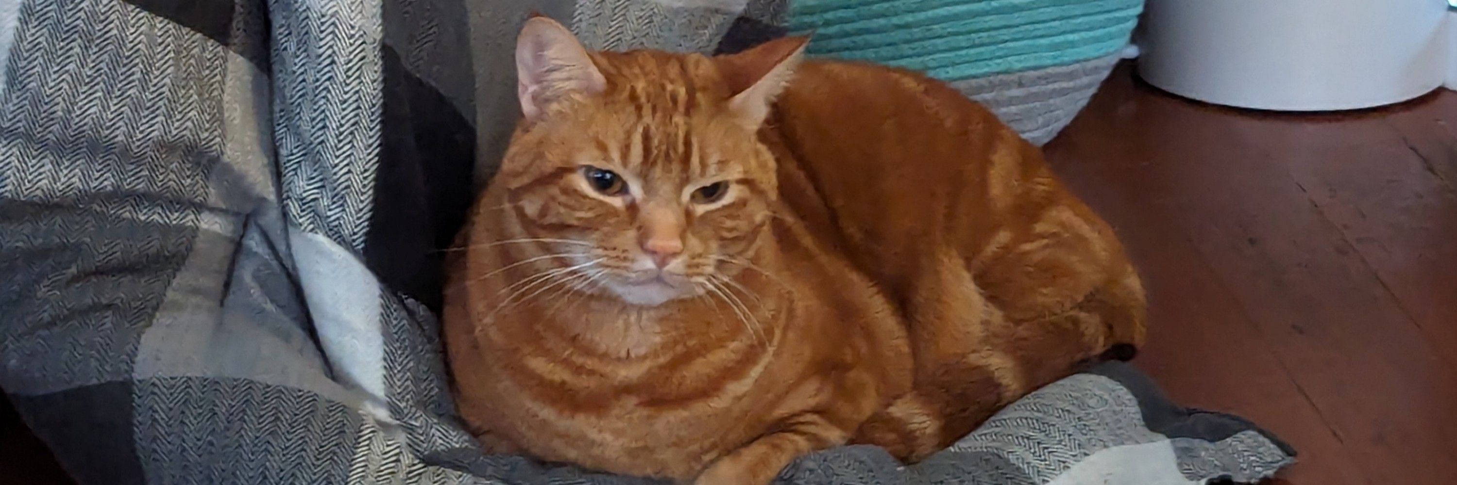 Haz