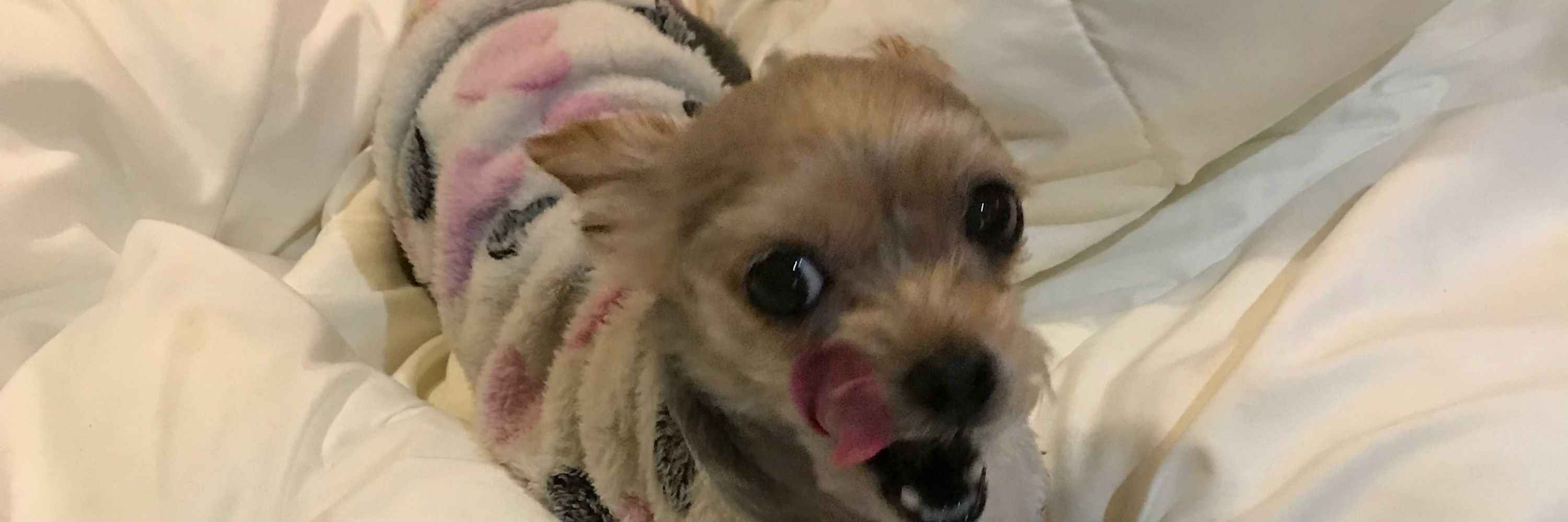 にちょ