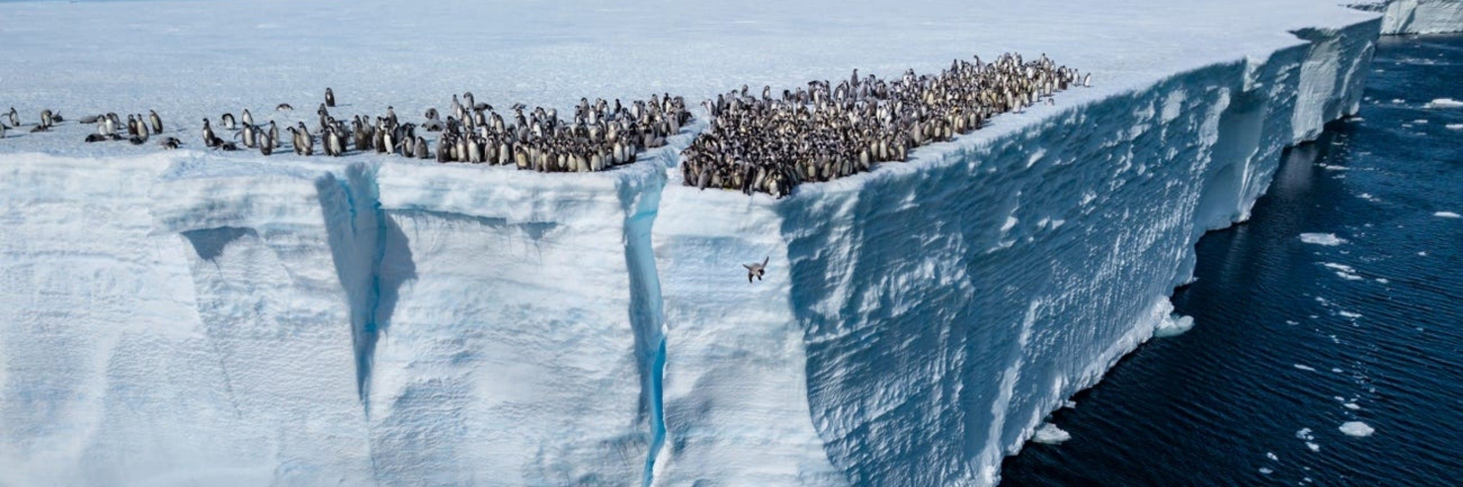 AGMPenguin