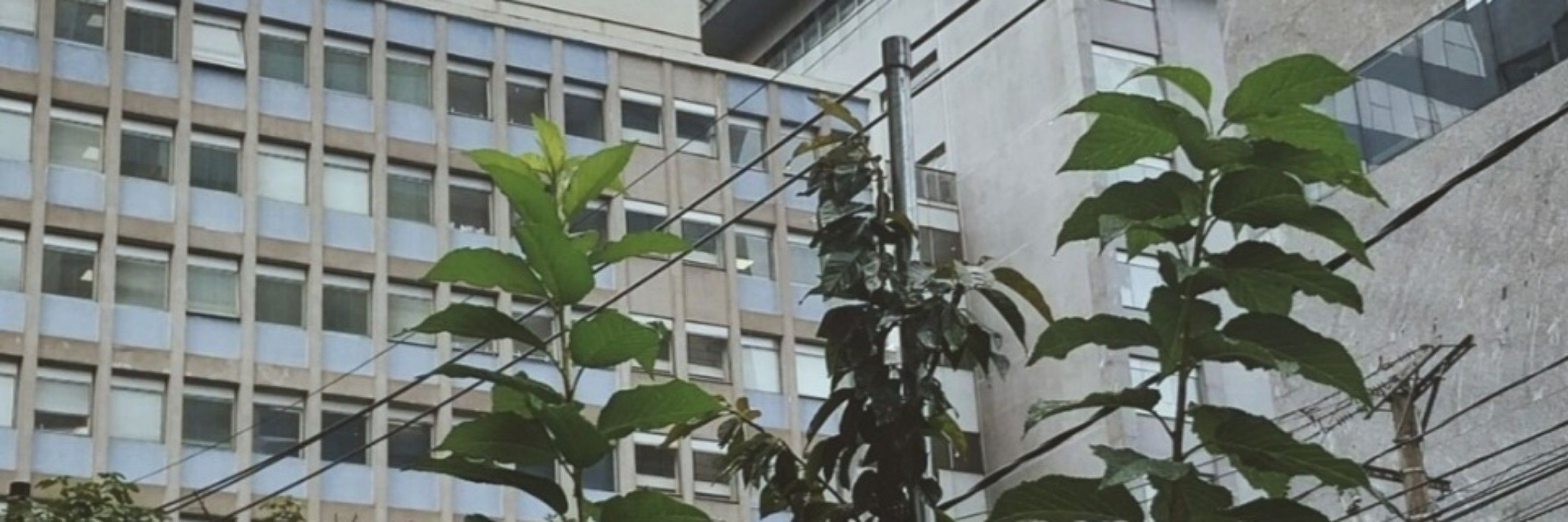 gica