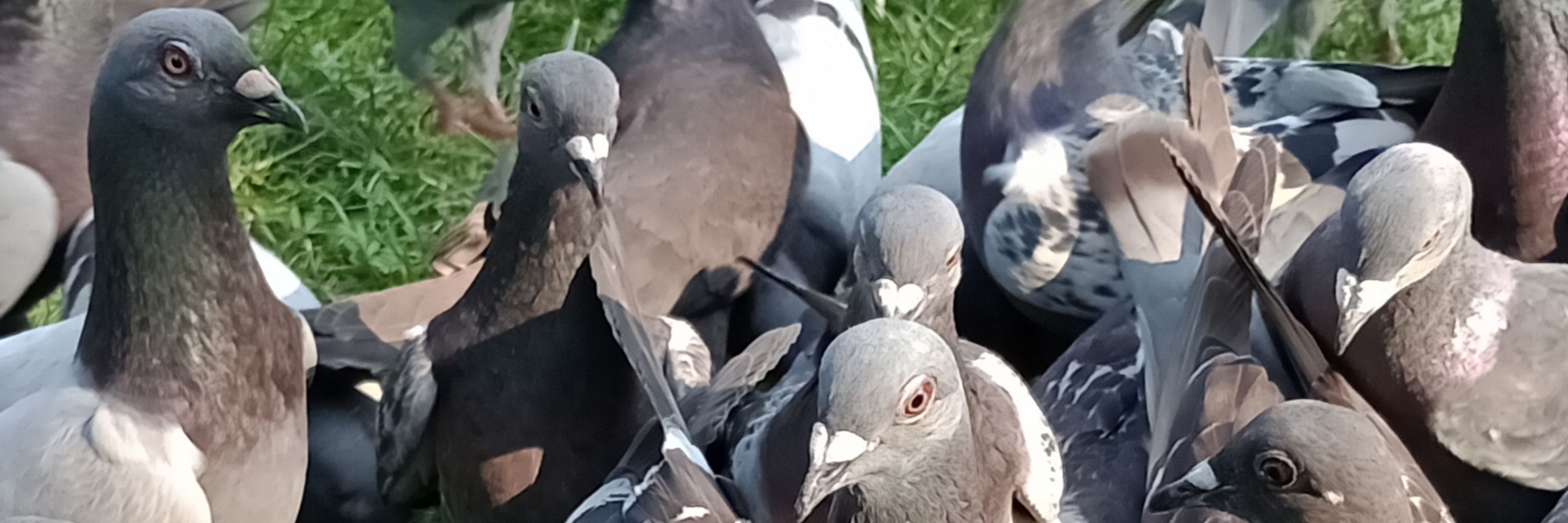 pigeon (mar)