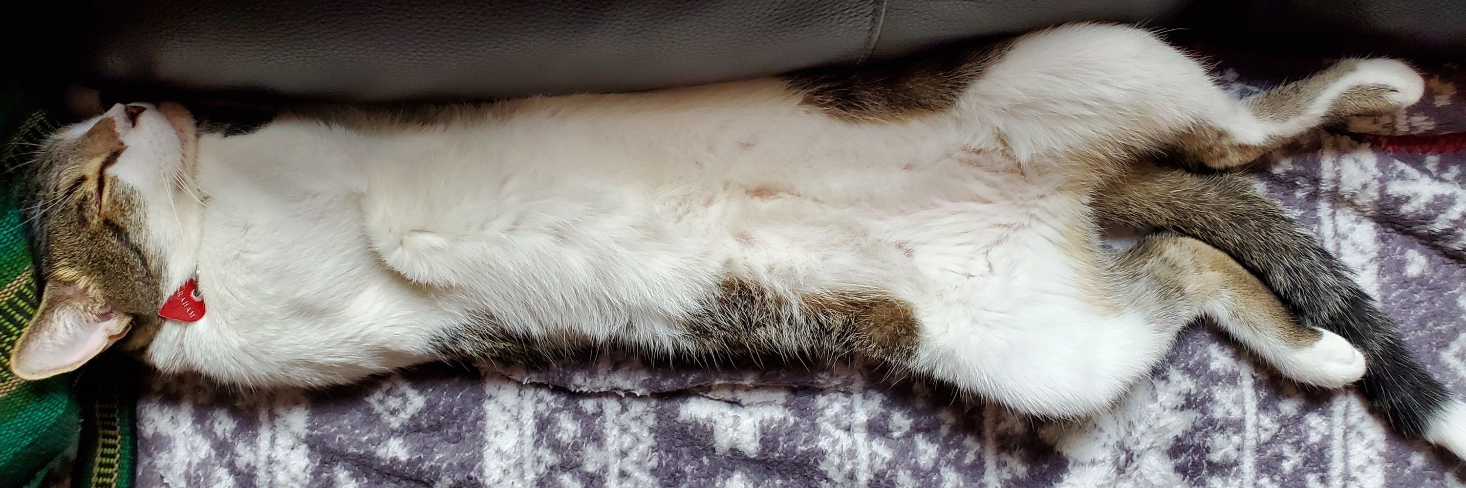 Graham the Cat