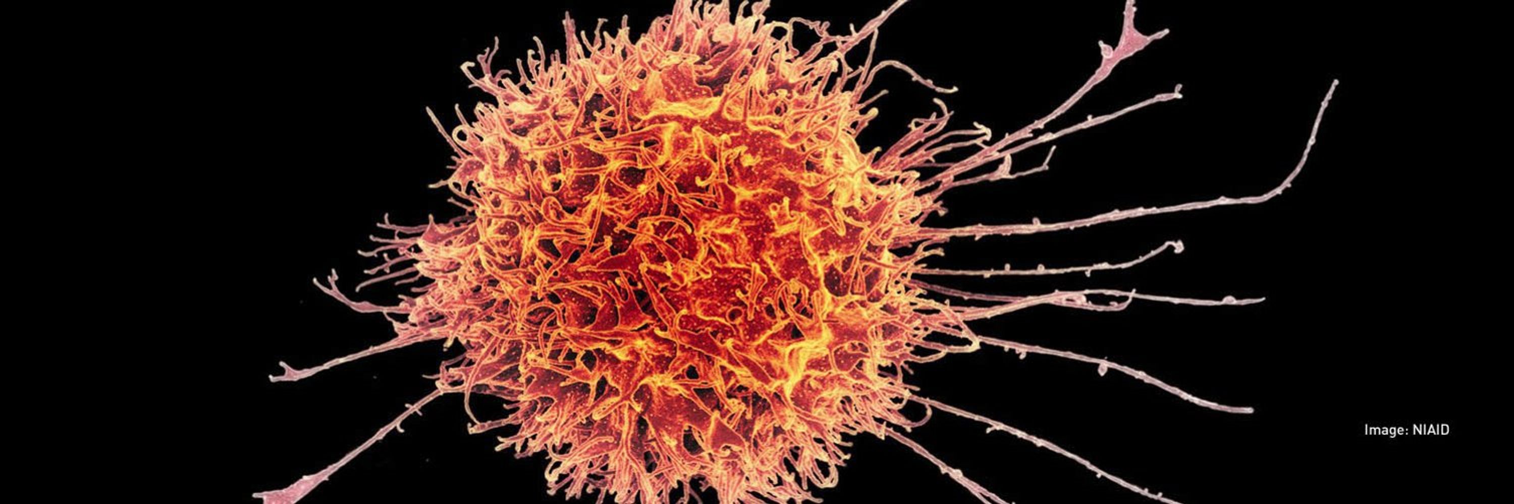 British Society for Immunology