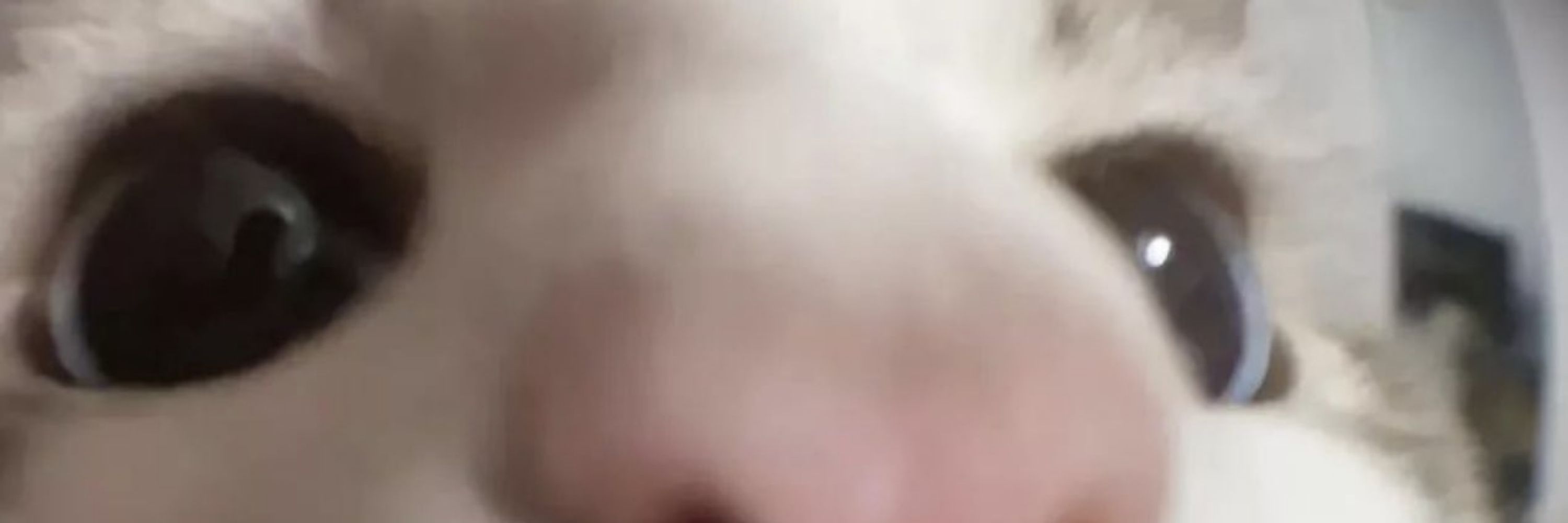 yaboi