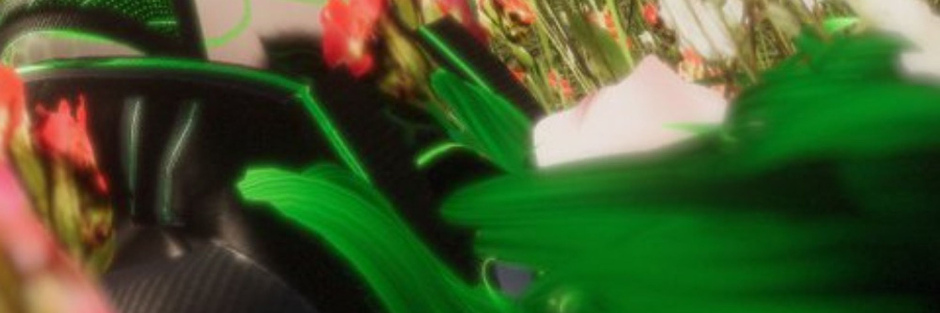 The Green Cheeked Conure