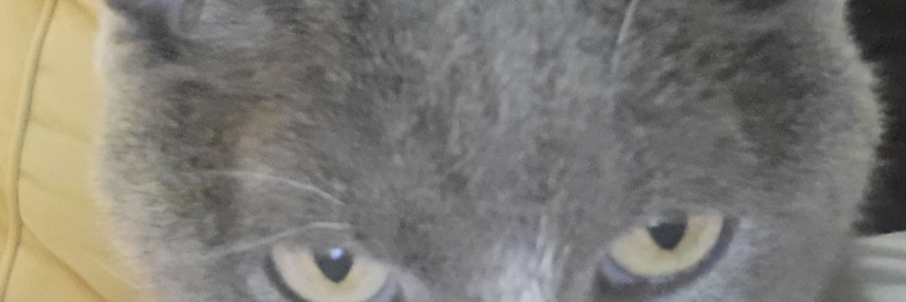 Frankie