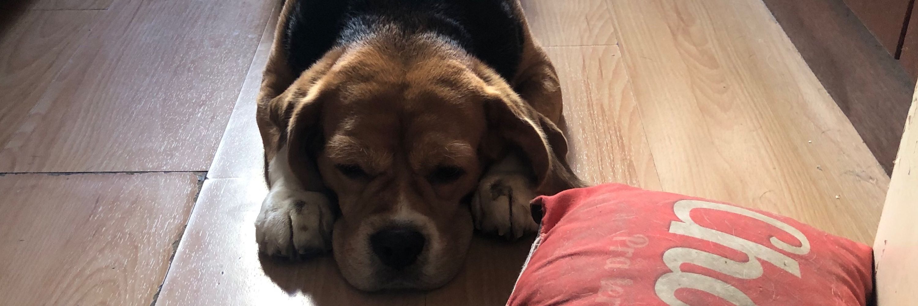Ozzy,  o Cachorro reclamão! 