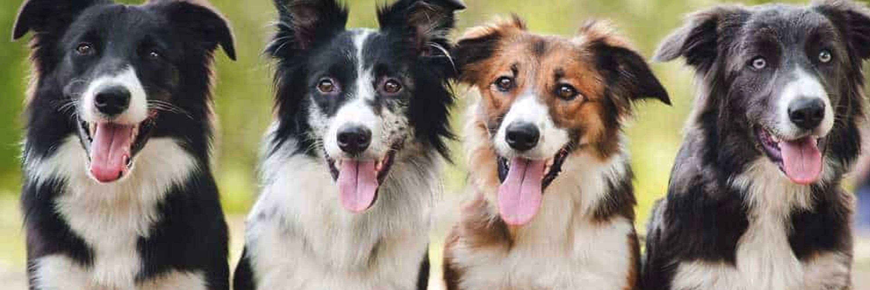 Border Collie