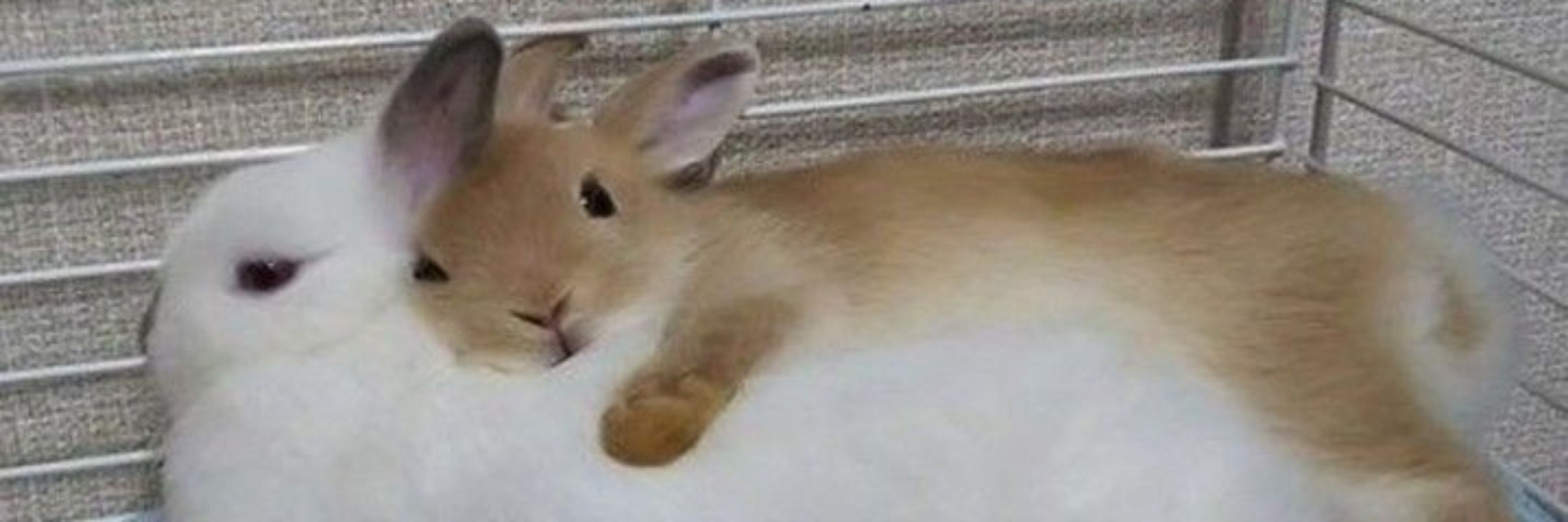 bunny