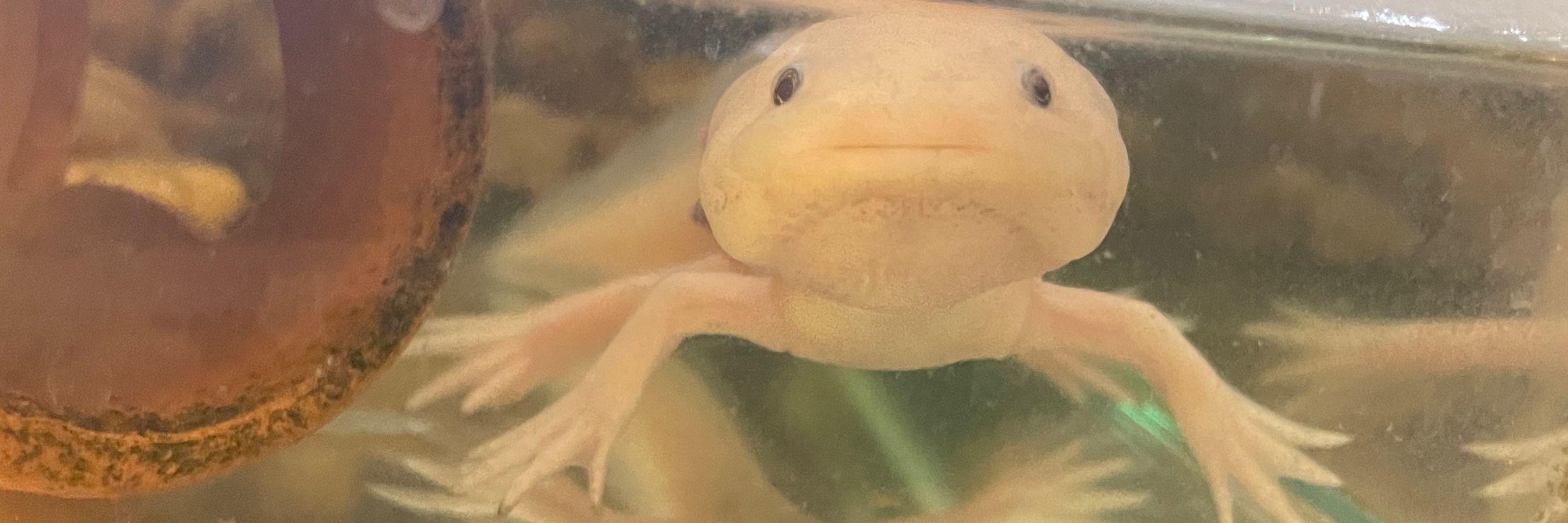 真中つぐ