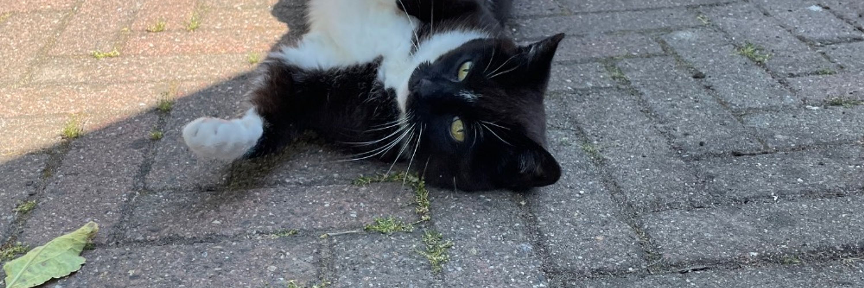 Jootje de Poes