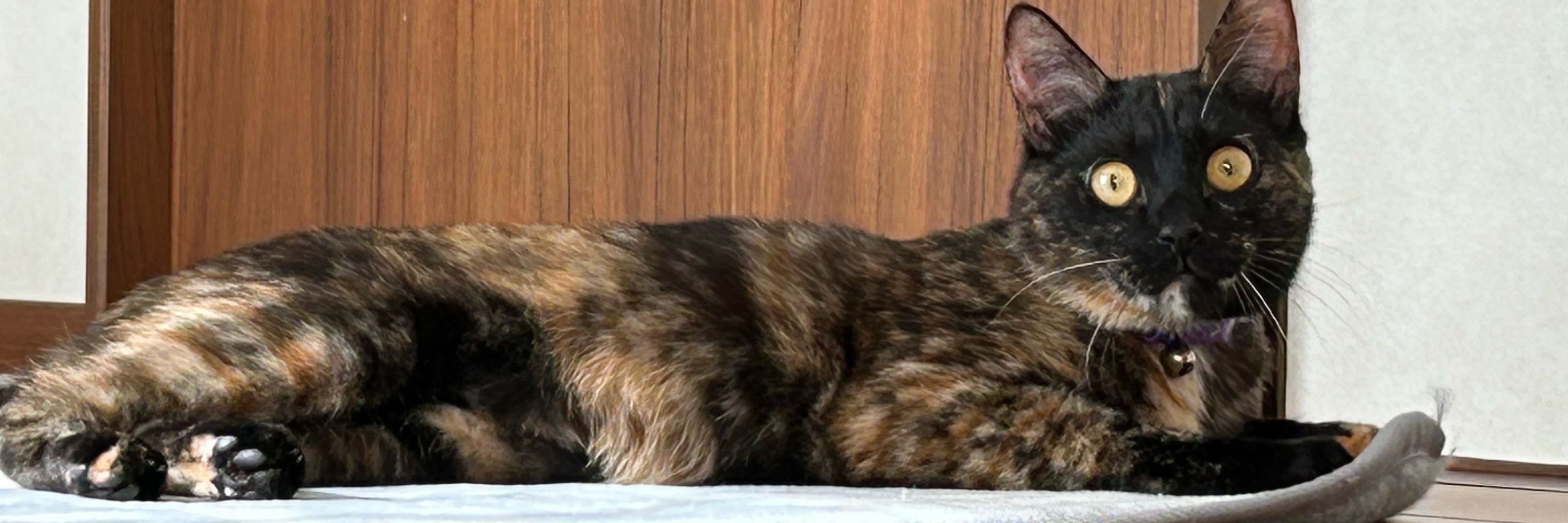 猫鍋