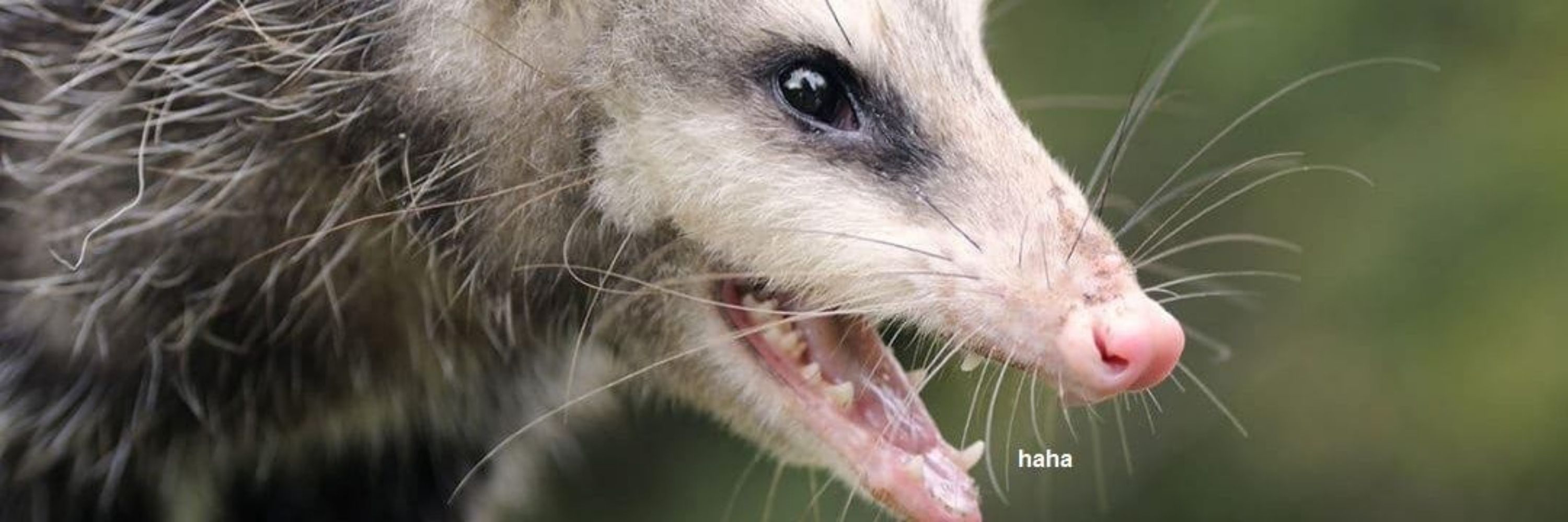 Possum in the Sun