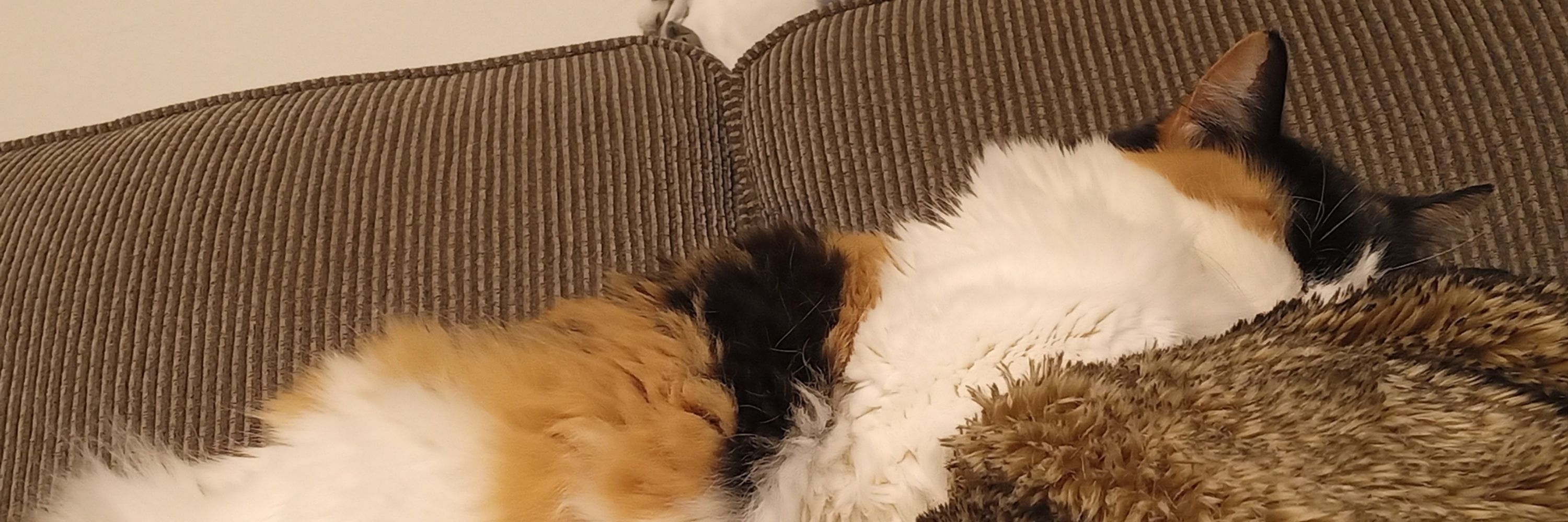 Not a cat