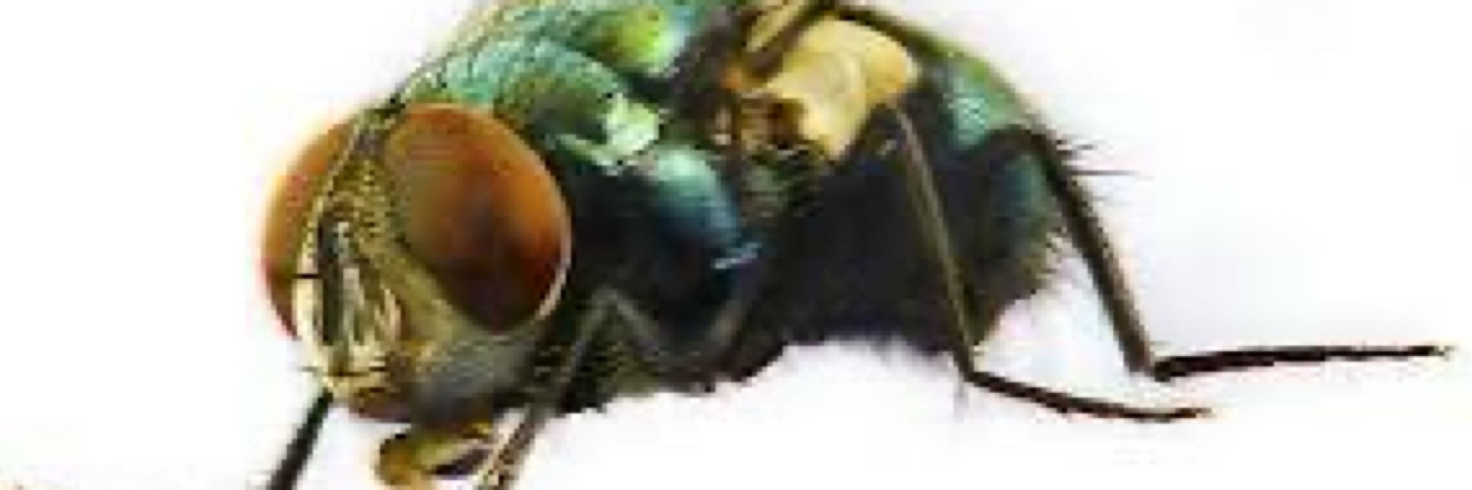 the department of flies