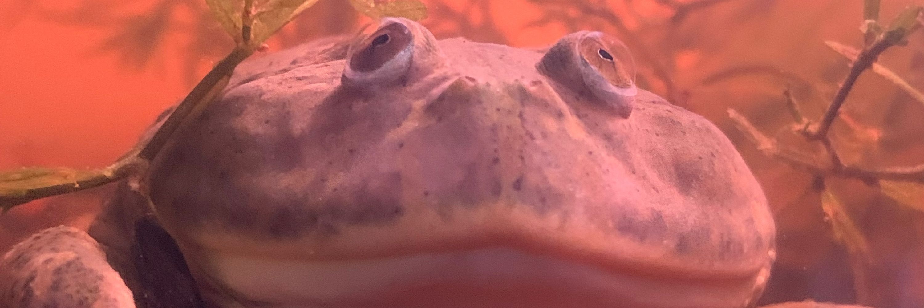 MBminiman