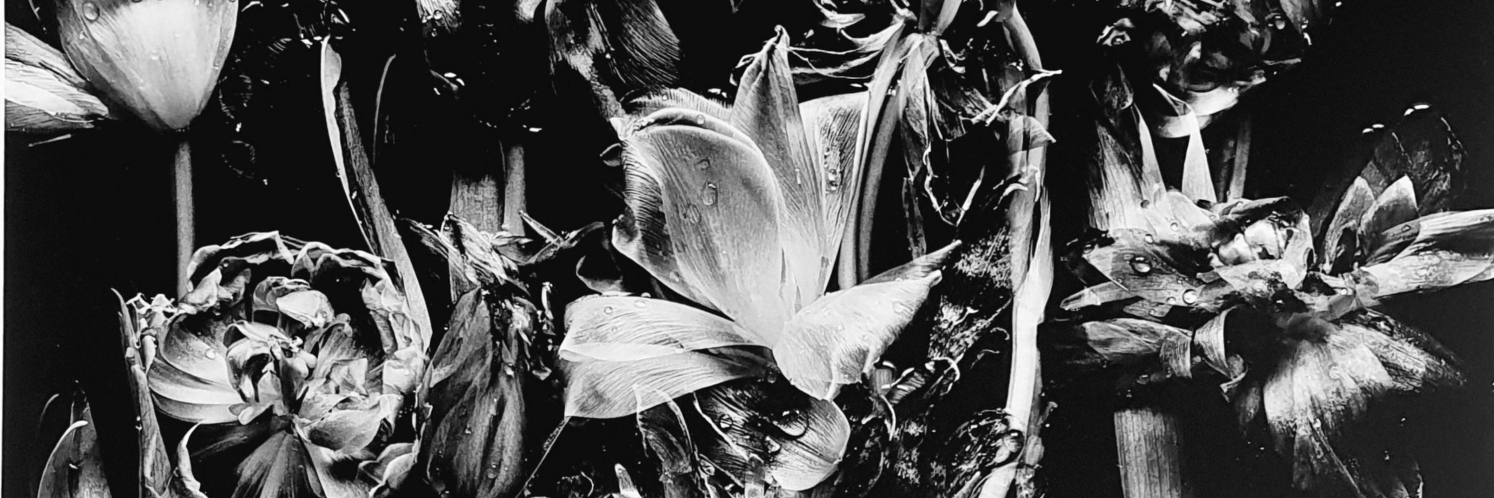 mindflowergarden