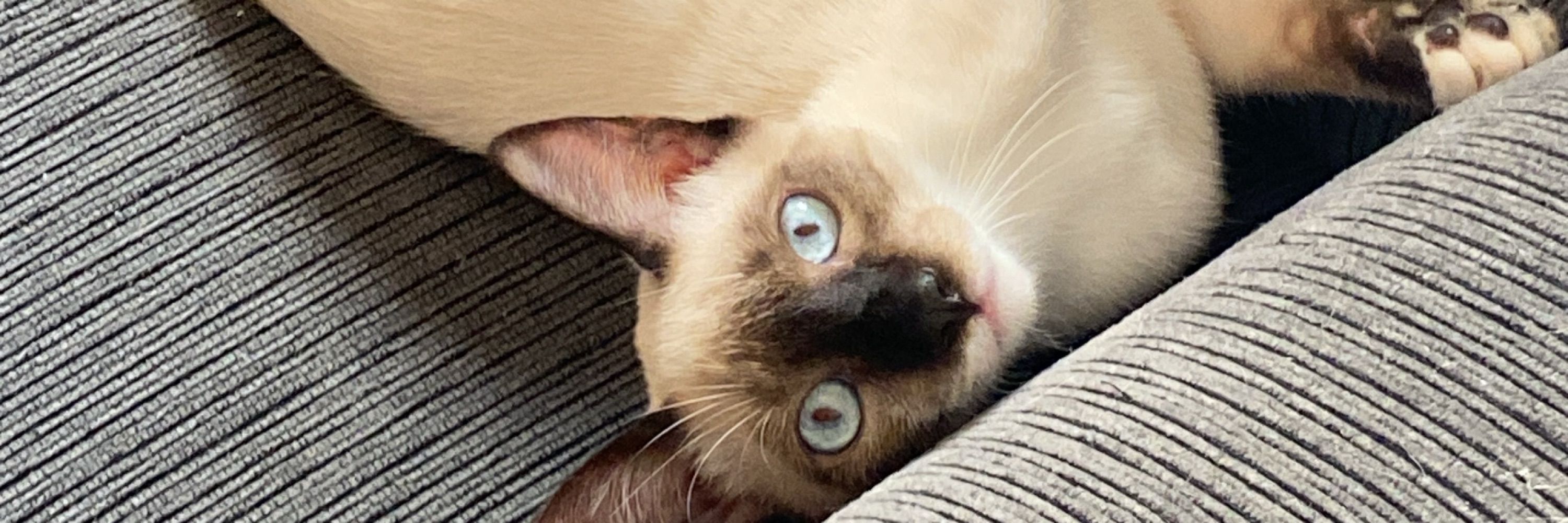 lari