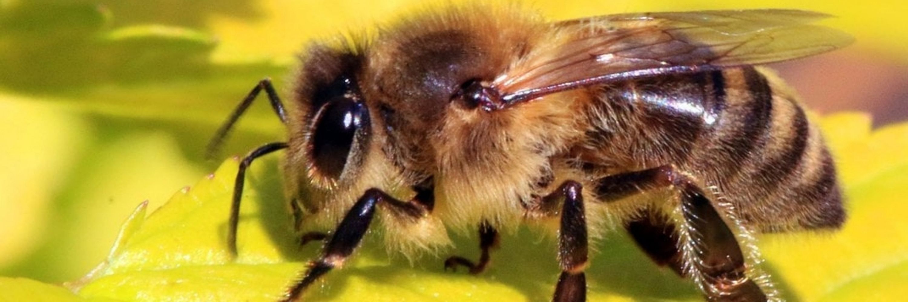 Buzzy Buzzer