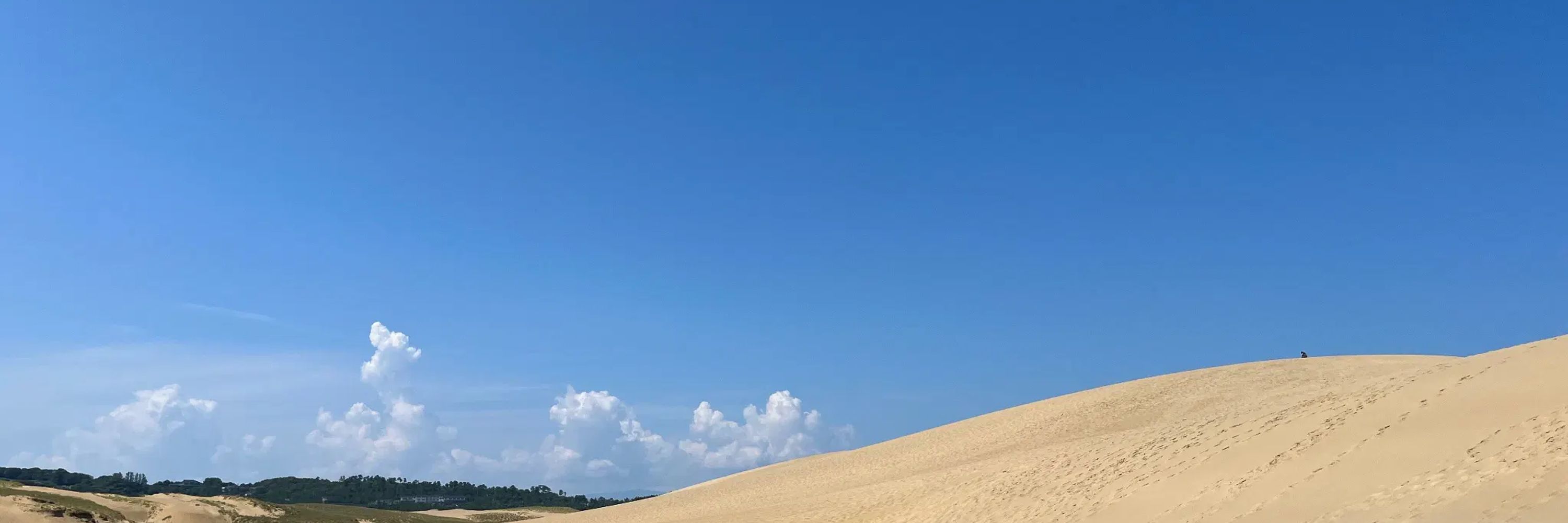 茶濾